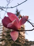 玉兰花