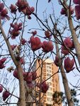 玉兰花