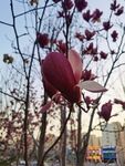 玉兰花
