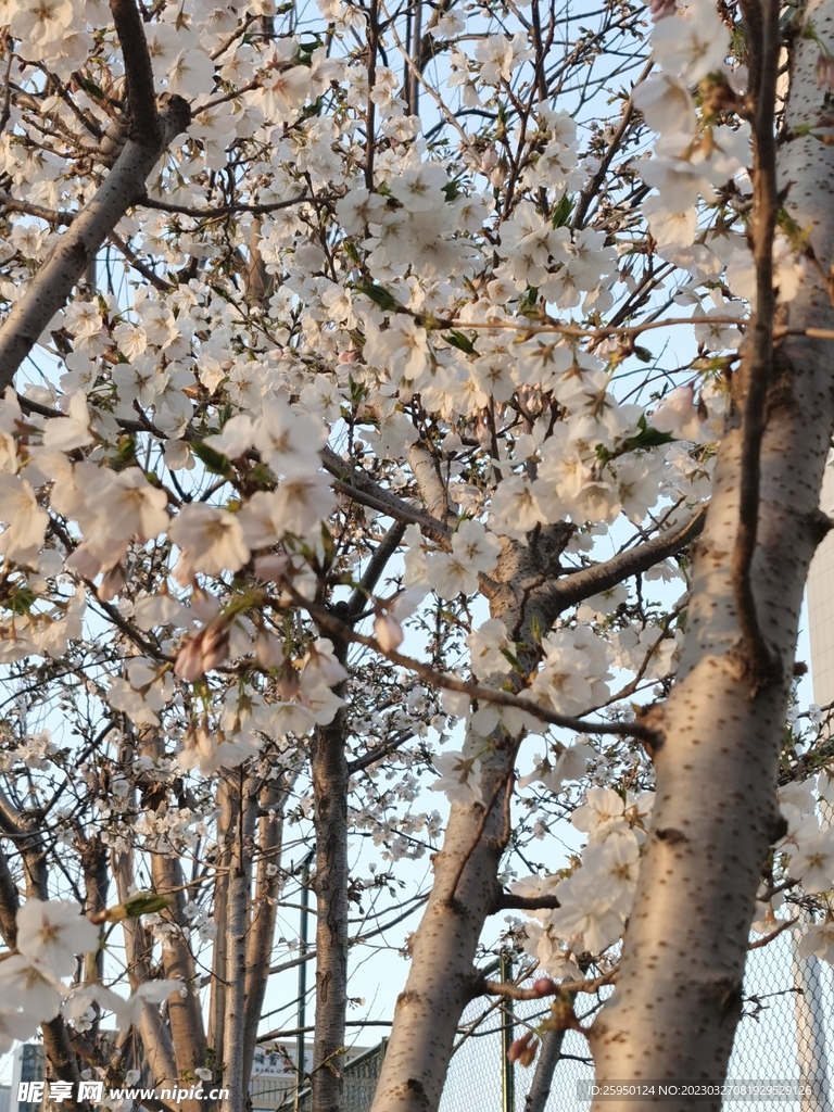 樱花