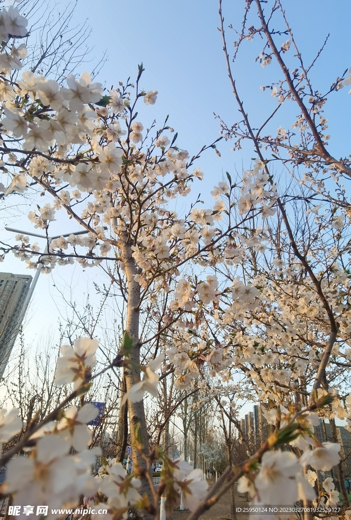 樱花