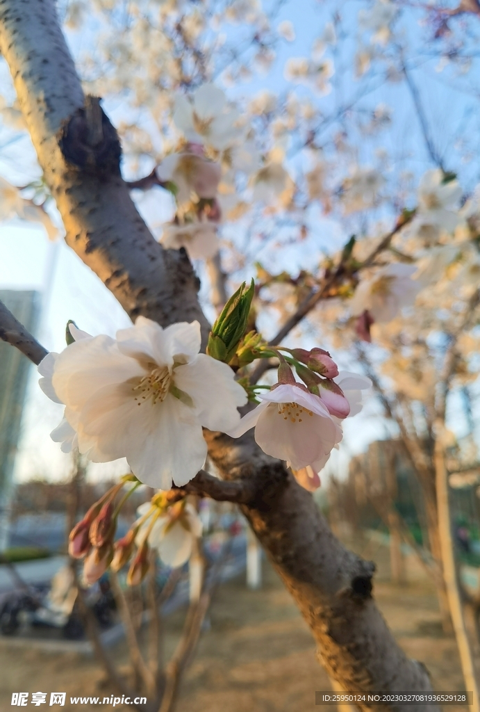 樱花