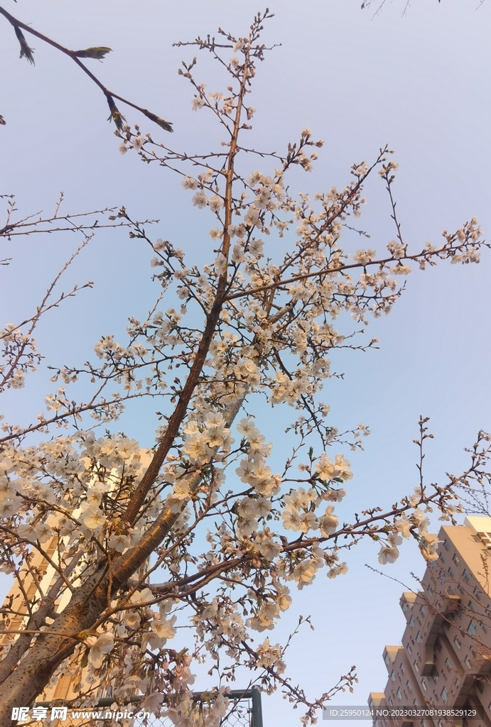 樱花