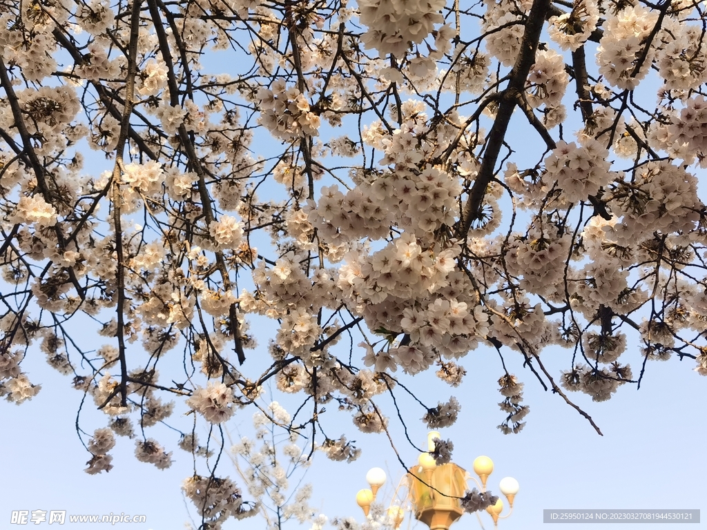 樱花