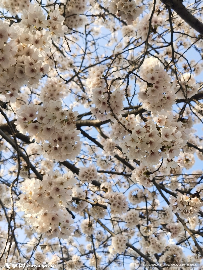 樱花
