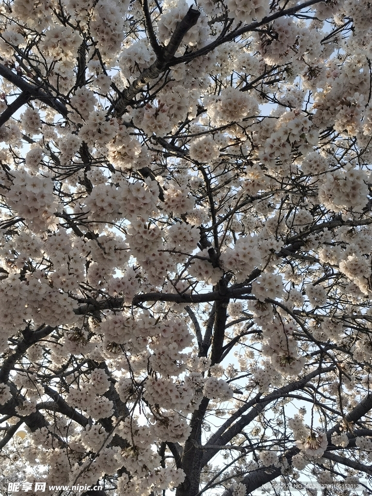 樱花