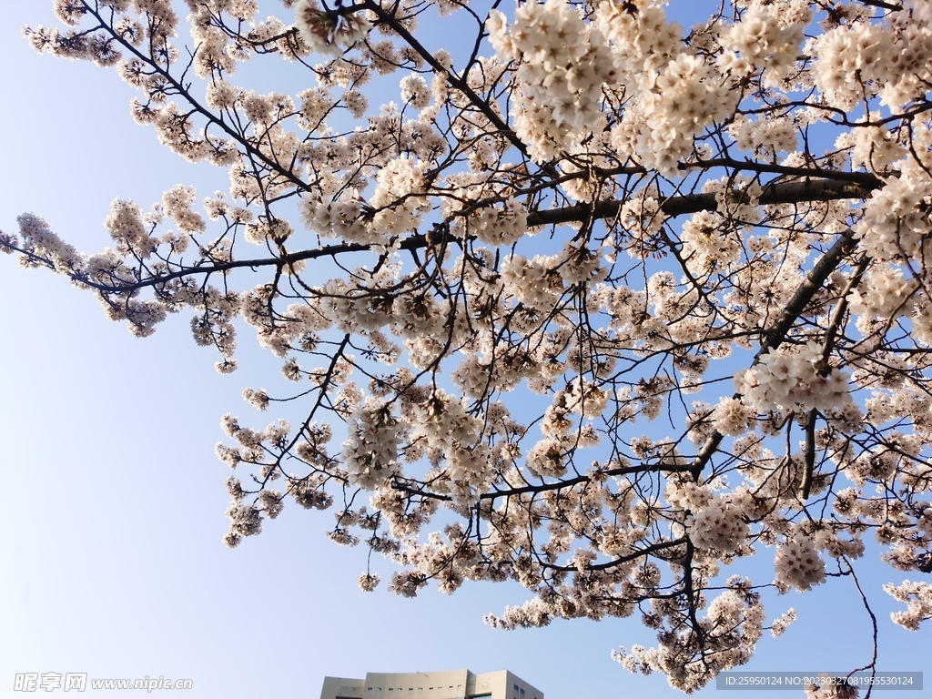 樱花