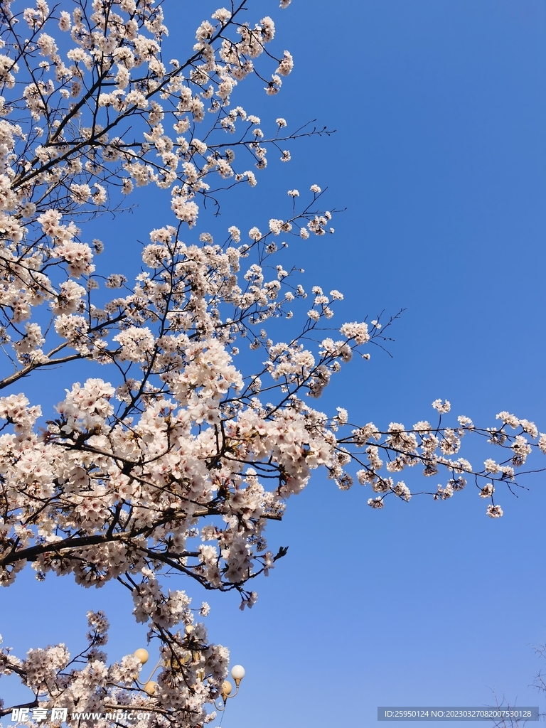樱花