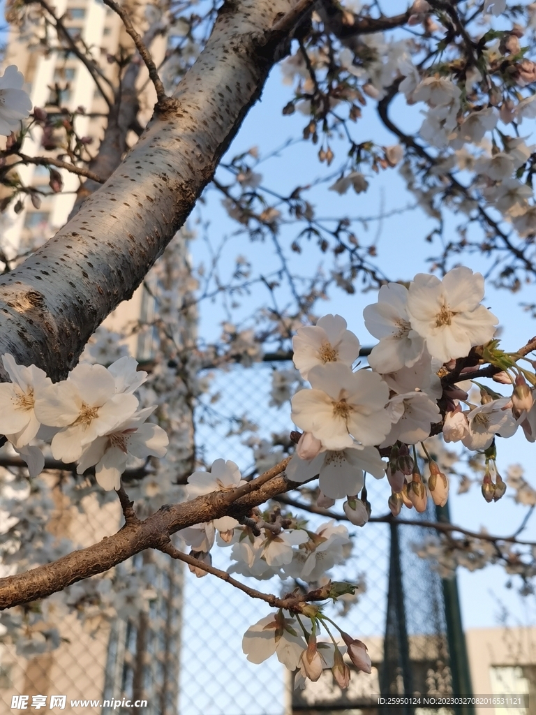 樱花