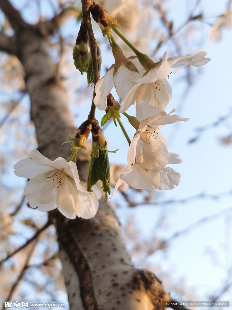 樱花