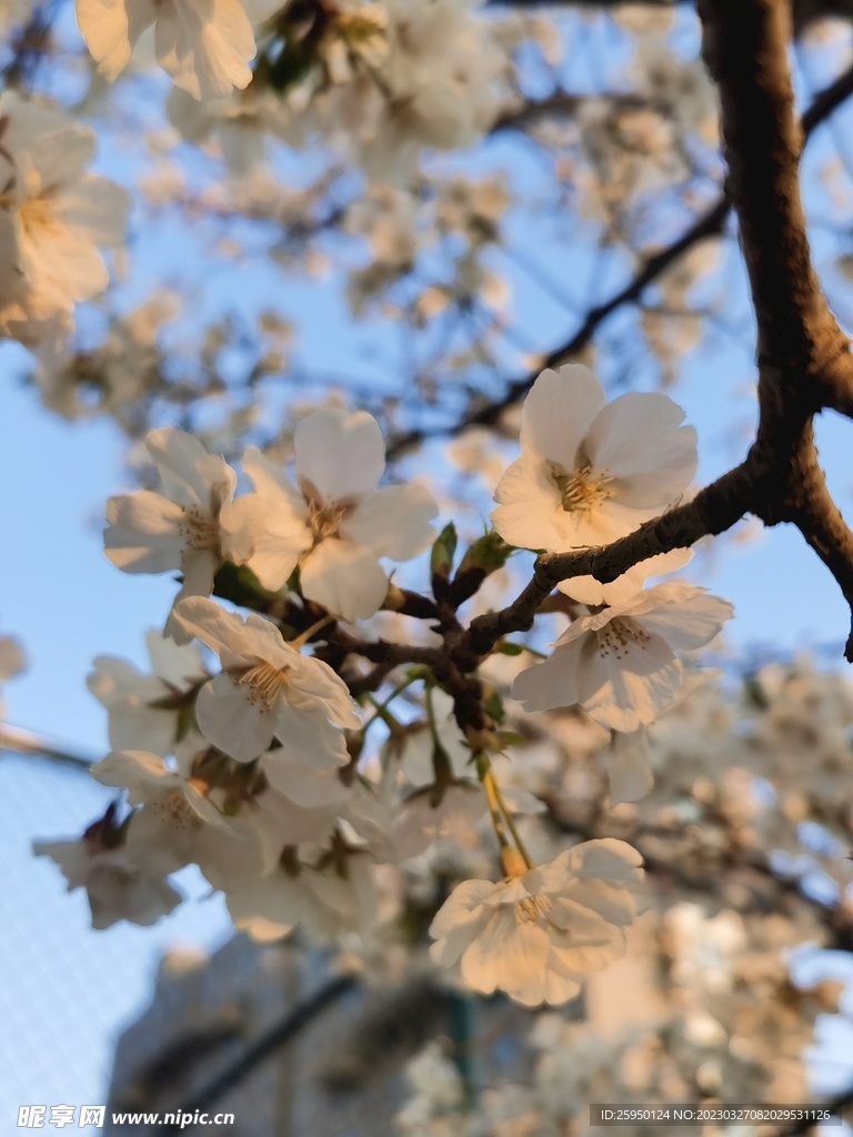 樱花