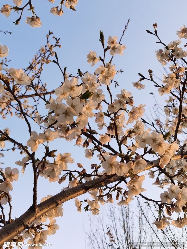 樱花