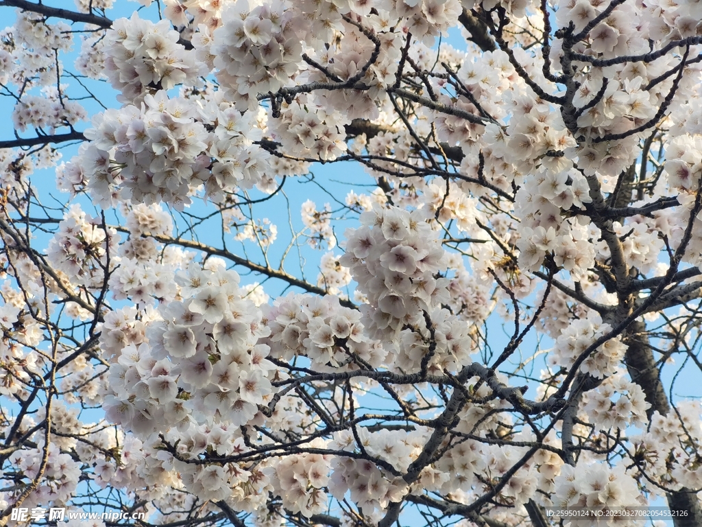 樱花
