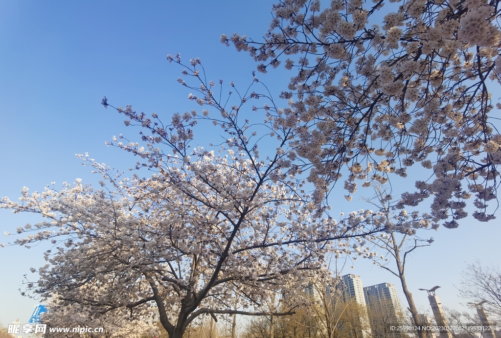 樱花