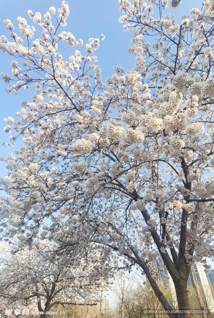 樱花