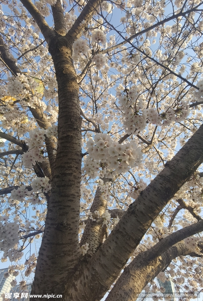 樱花