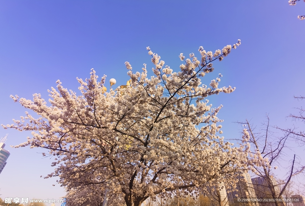 樱花