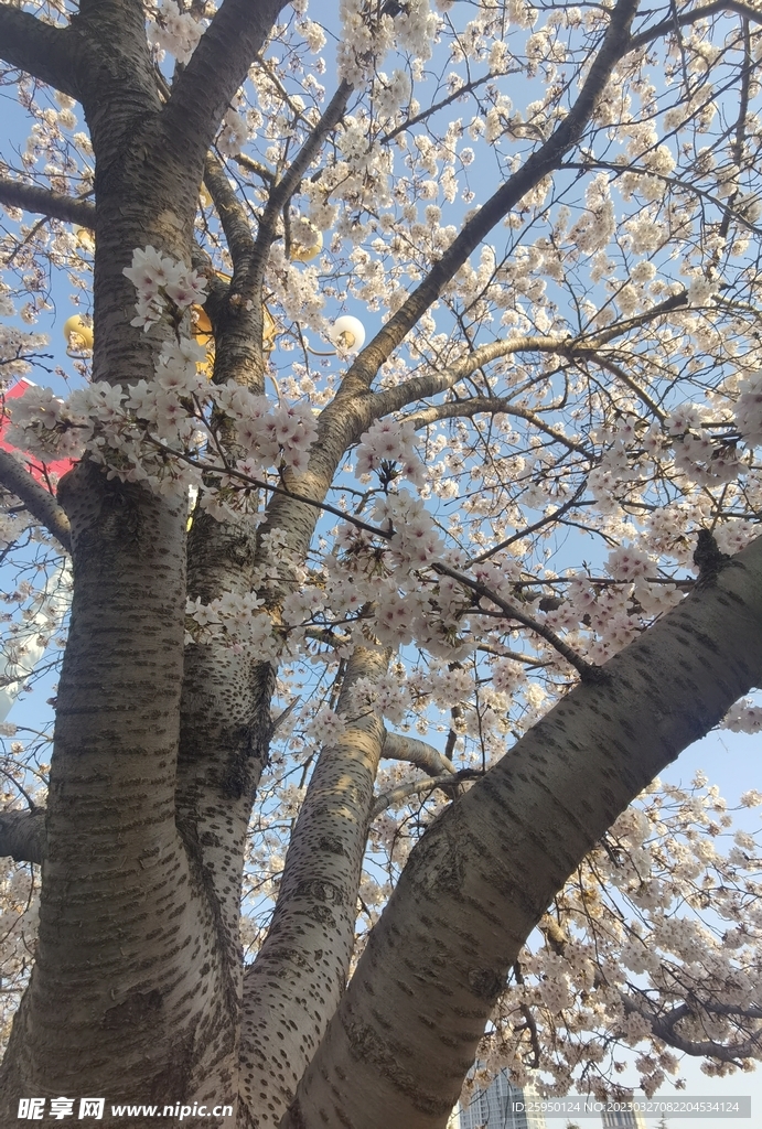 樱花