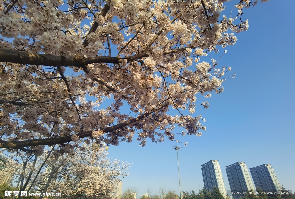 樱花
