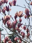 玉兰花