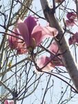 玉兰花