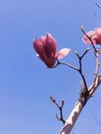 玉兰花