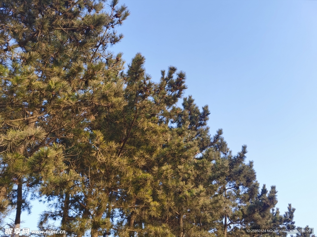 松树