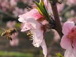 桃花蜜蜂采花采蜜