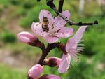 桃花蜜蜂采花