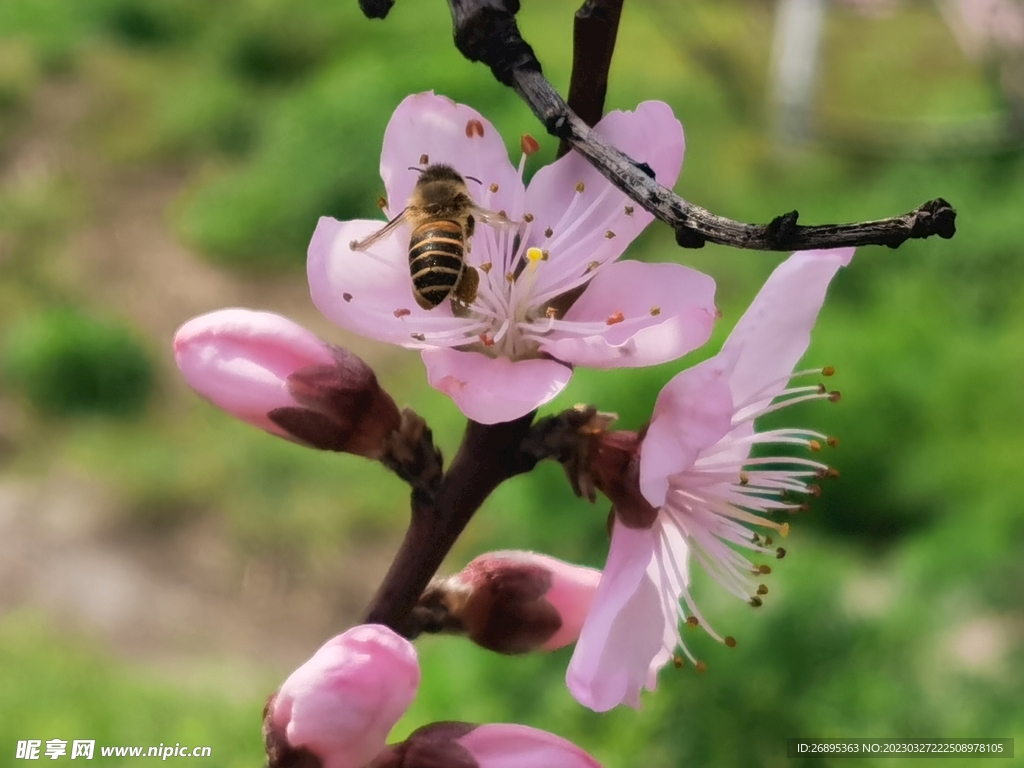 桃花蜜蜂采花