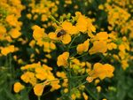 油菜花蜜蜂采花蜜源
