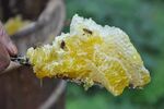 蜂蜜取蜜蜂巢蜜