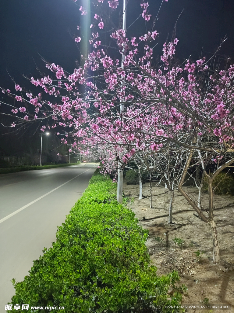 公路樱花