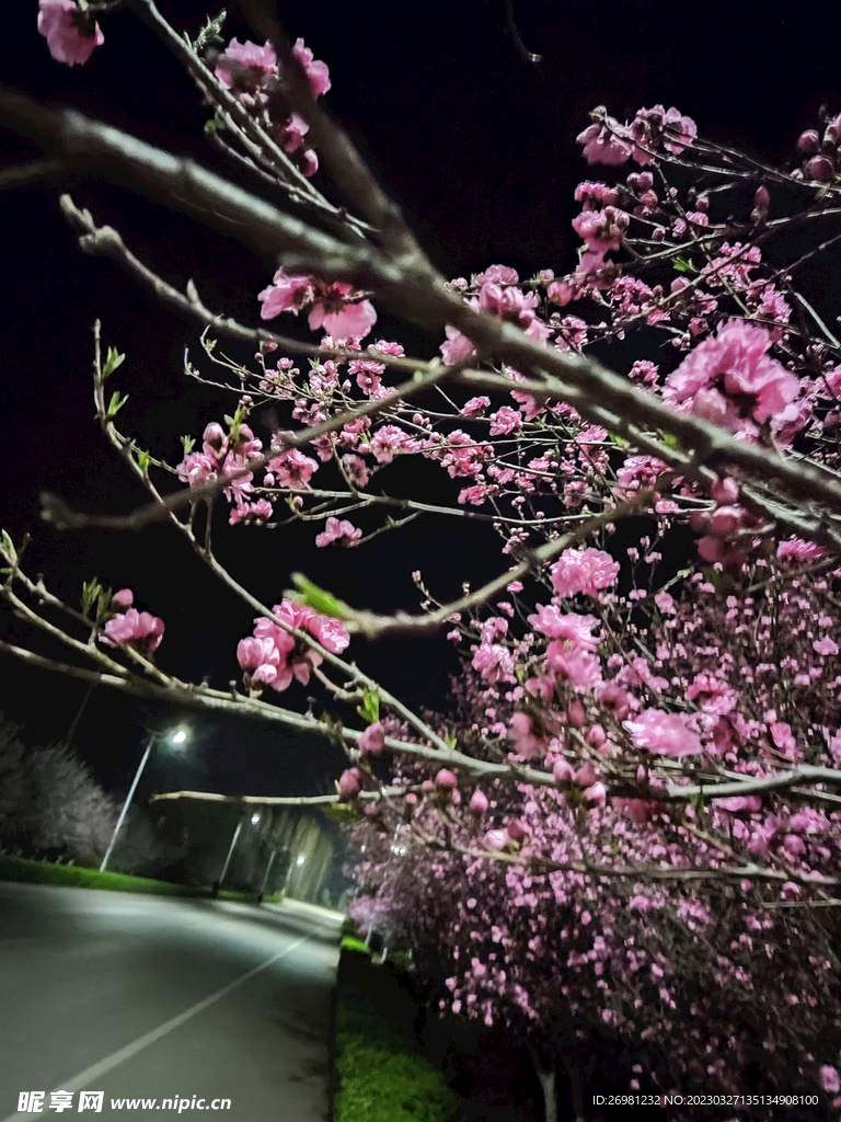 路边繁花