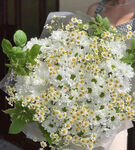 白色小菊花