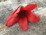 广东木棉花
