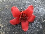 红色木棉花