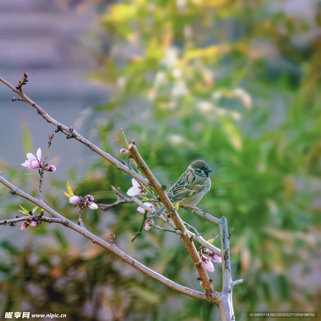 桃花与麻雀 