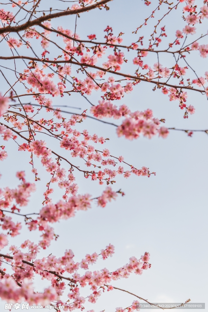 山桃花