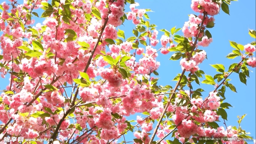 春日繁花