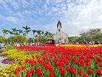 郁金香花海