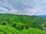 茶山