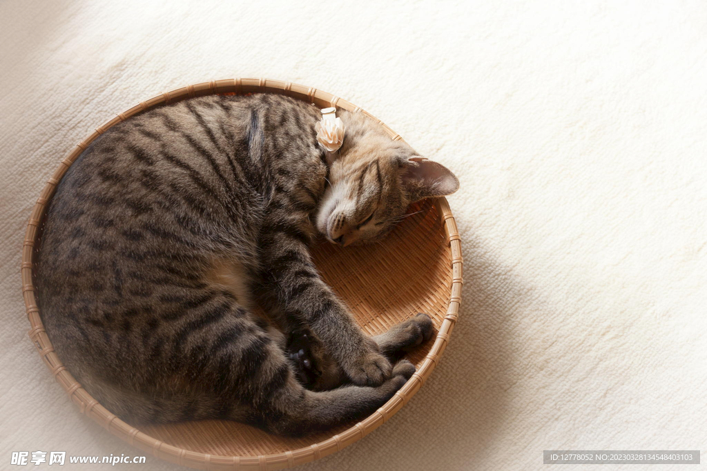 猫咪高清摄影素材