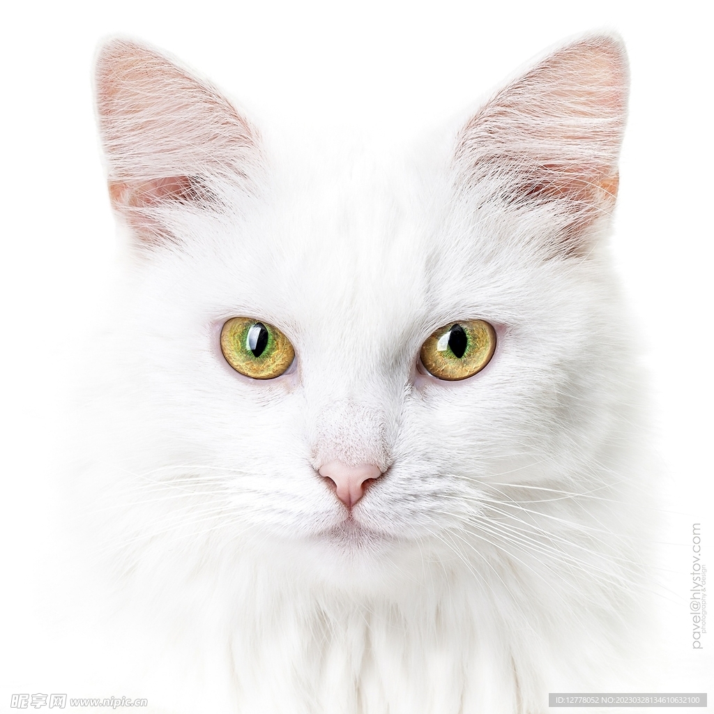 猫咪高清摄影素材