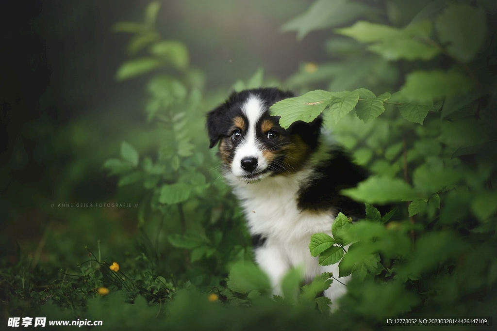 狗狗