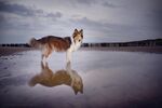 狗狗