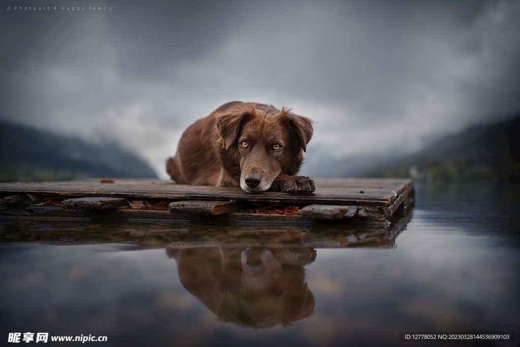 狗狗