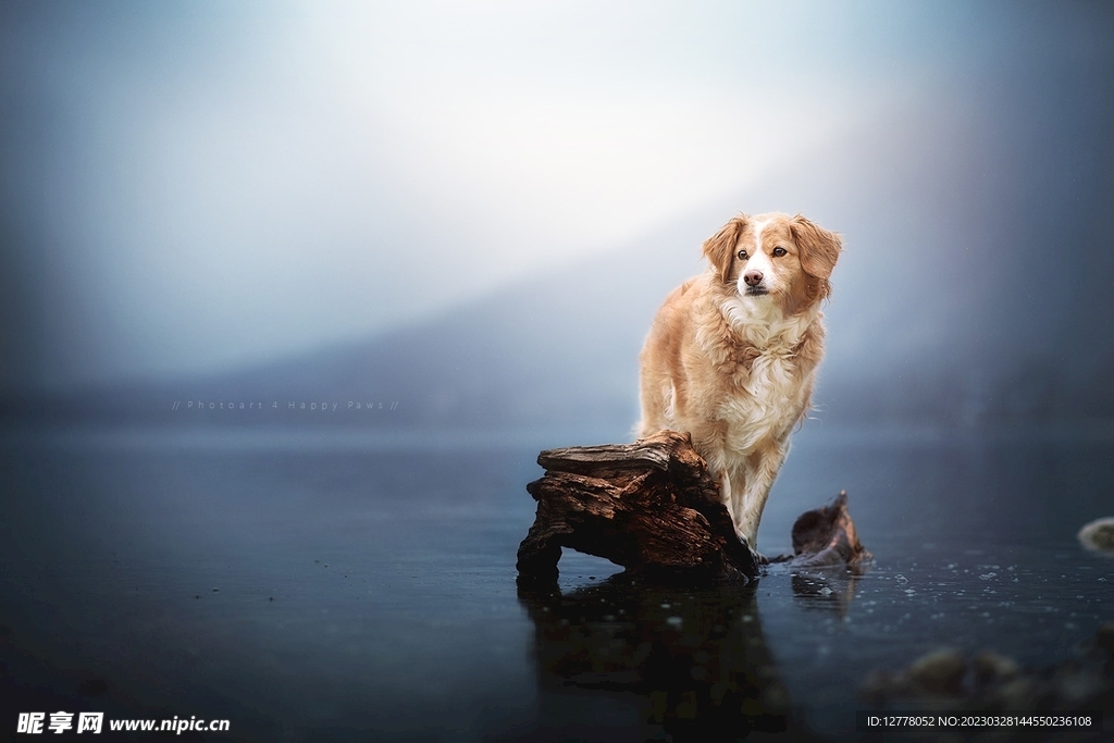 狗狗