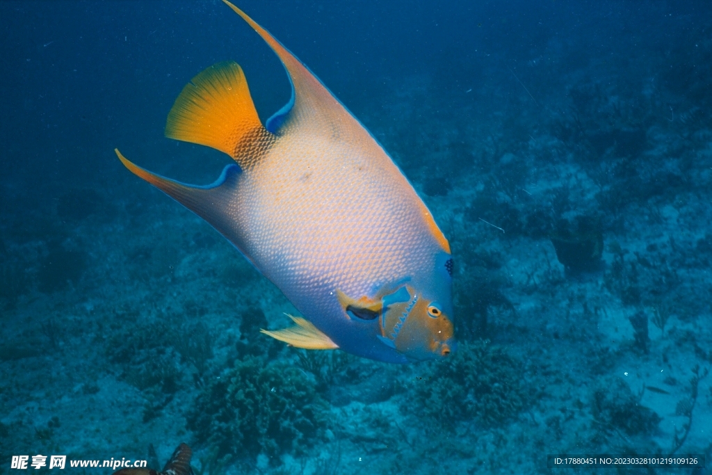 刺尾鱼