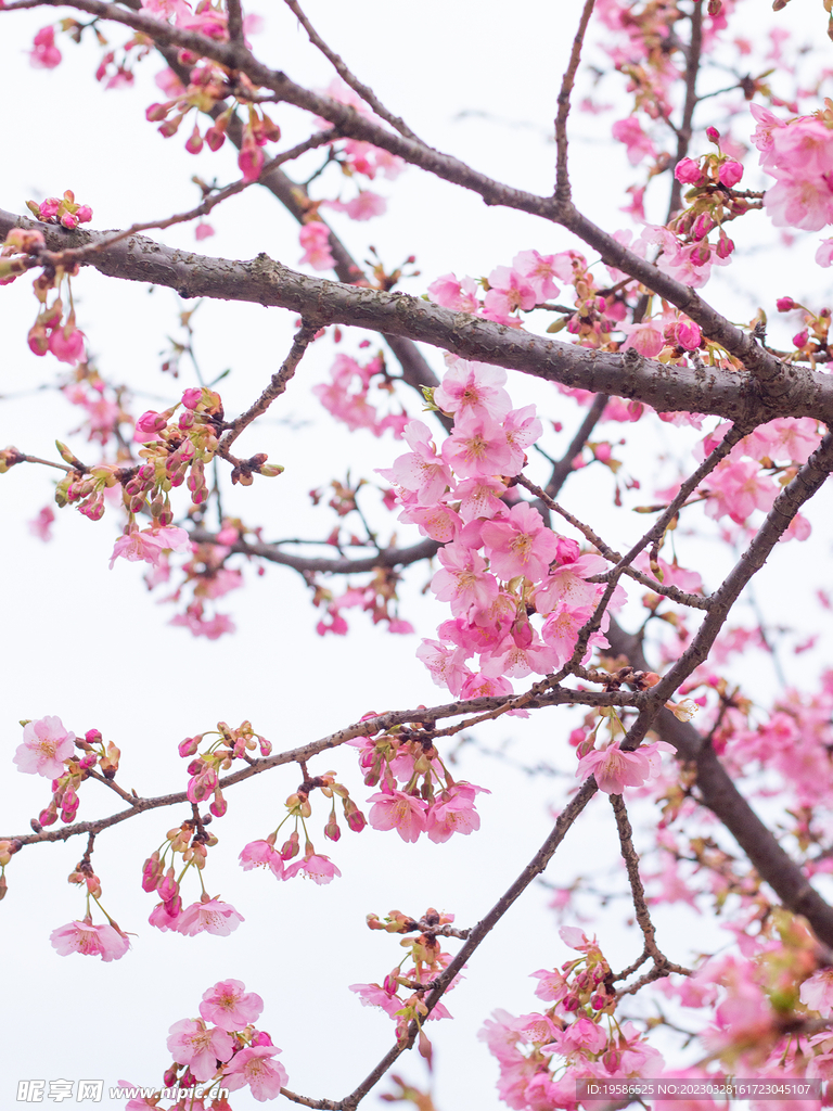 美丽的樱花